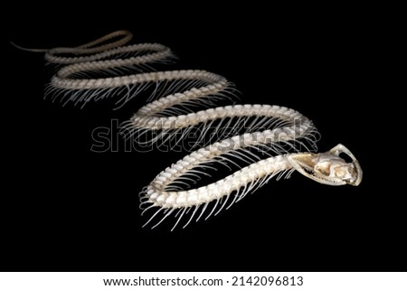 Isolated grass snake (Natrix natrix (Linnaeus, 1758) skeleton on a black background