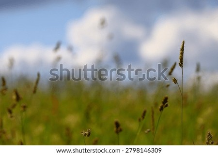 Isolated grass stem in focus with soft meadow and cloudy sky background.