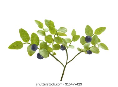 Isolated Green Bush Of Blueberry With Berries On The White