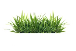 Isolated Green Grass On A White Background                              