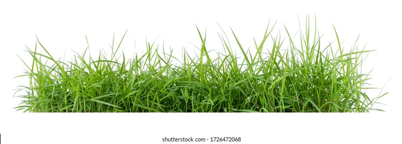 
Изолированная зеленая трава на белом фоне
