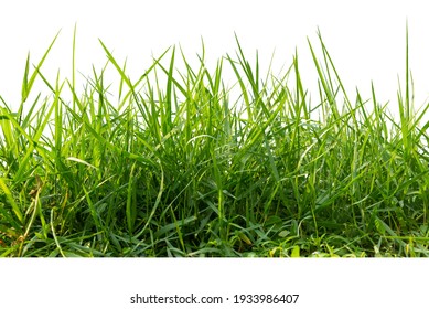 Isolated green grass on a white background,Close up.