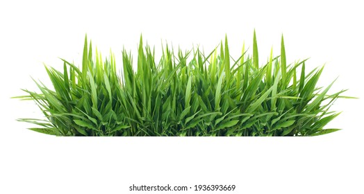 Isolated green grass on a white background - Shutterstock ID 1936393669