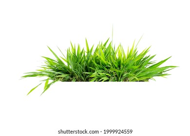 Isolated green grass on a white background - Shutterstock ID 1999924559