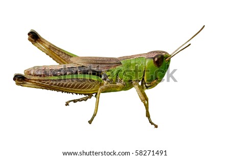 Isolated green grasshopper closeup on white background
