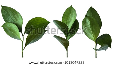 Isolated green leaves.