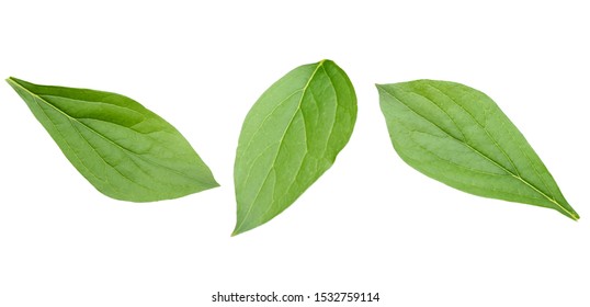 An isolated green peony leaf - Shutterstock ID 1532759114