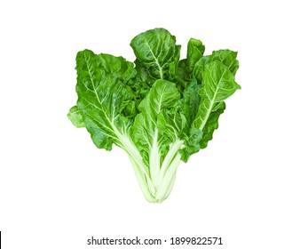 isolated green swiss chard or silverbeet whole plant the edible leaf lettuce vegetable for healthy food and vegan salad ingredient with clipping path on white background