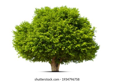 Isolated Green Tree On White Background, Trees Isolated On White Background, Tropical Trees Isolated Used For Design, Advertising And Architecture.