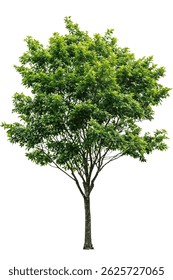 Isolated green tree with slender trunk and symmetrical leafy canopy on white background, perfect for architectural renderings and landscape design visualizations