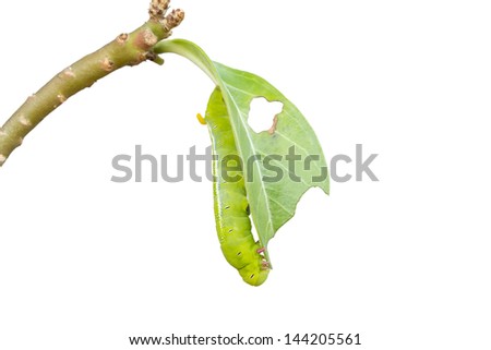 isolated of green worm are clamber on branch