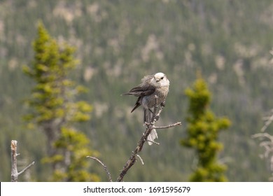 Isolated Grey Jay Bird Sitting On A Branch In A Pine Tree With Forest Background