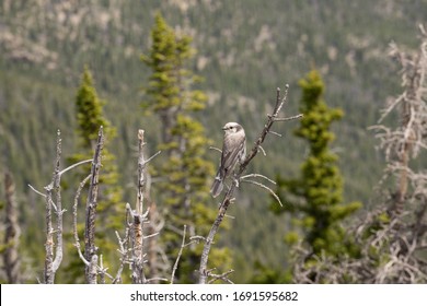 Isolated Grey Jay Bird Sitting On A Branch In A Pine Tree With Forest Background