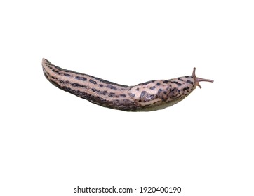 An Isolated Grey Tiger Slug