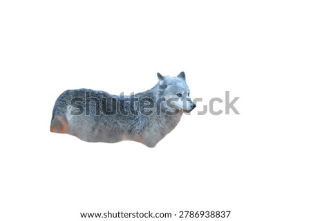 Isolated grey wolf resting and looking alertly forward in side profile view with soft natural lighting on a white background