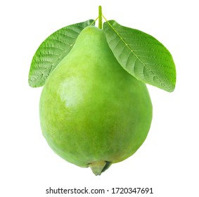 Isolated guava. One green guava fruit hanging on a stem with leaves isolated on white background
