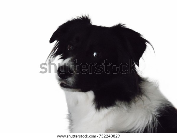 Isolated Half Body Black White Border Royalty Free Stock Image