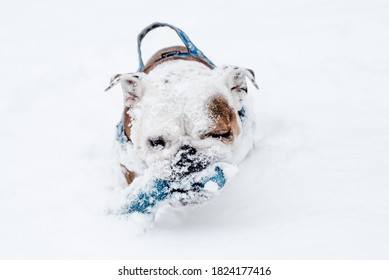 Isolated happy English bulldog on a cold winter day covered in snow