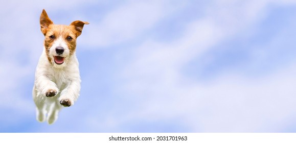 Isolated Happy Pet Dog Running, Jumping On A Blue Sky Background, Web Banner