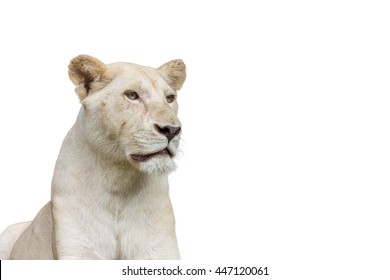 Isolated Head Of Albino Female Lion On White Background