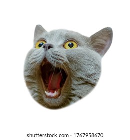 Isolated head of a british cat looking up. The cat opened his mouth with a mad look. The concept of an animal that is surprised or amazed. The figure of a cat on an isolated background of white color. - Shutterstock ID 1767958670