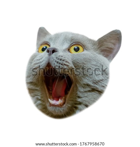 Isolated head of a british cat looking up. The cat opened his mouth with a mad look. The concept of an animal that is surprised or amazed. The figure of a cat on an isolated background of white color.