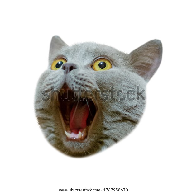 202 Insane Cat Images, Stock Photos & Vectors | Shutterstock