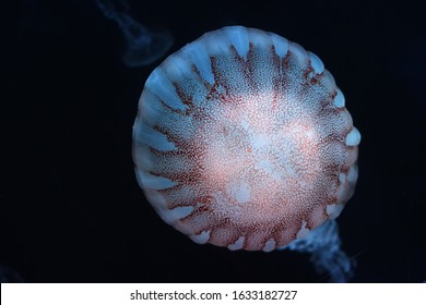 Isolated head facing brown jellyfish floating on the black background