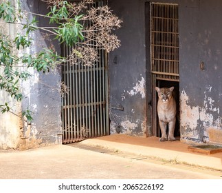 Isolated highlighted South American male cougar coming out of the cage with the door open in selective focus.