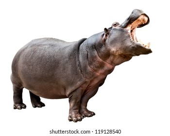 Isolated hippopotamus on white background with opened mouth