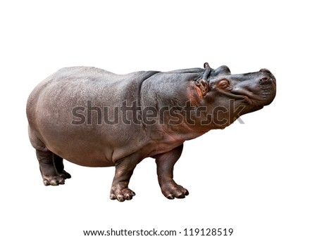 Isolated hippopotamus on white background making the face