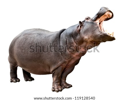 Isolated hippopotamus on white background with opened mouth