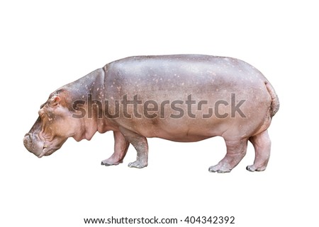 Isolated hippopotamus on white background
