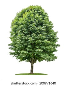 Isolated Horse Chestnut Tree On A White 