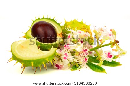 Isolated Horsechestnut Aesculus Hippocastanum Flower and Seed. Also Horse-Chestnut or Conker Tree.