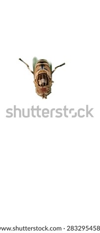 Isolated hoverfly with patterned eyes and thorax on white background.