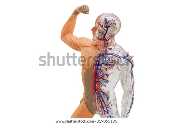 human body anatomy model toy