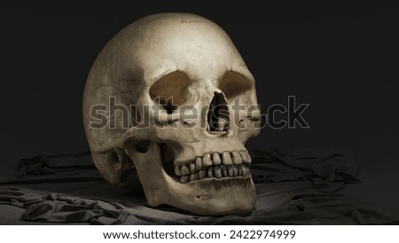 Isolated human skull skeleton, Anatomy. 
