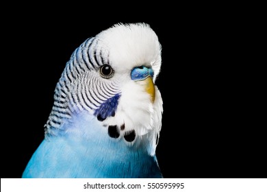 Isolated image of a blue budgie on a black background - Powered by Shutterstock