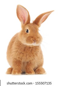 Isolated Image Of A Brown Bunny Rabbit.