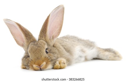 Isolated Image Of A Brown Bunny Rabbit.