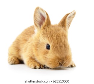 Isolated Image Brown Bunny Rabbit Stock Photo (Edit Now) 475041925