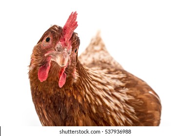 Isolated image of a brown chicken
