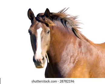 isolated image of brown horse