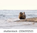 Isolated image of a Common Seal, Blakeney Point National Trust Nature Reserve, Norfolk, UK