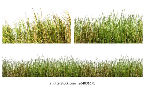 An isolated image of green color wild grasses on white background