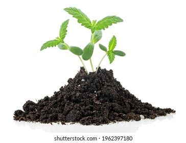 Isolated image of hemp sprouts growing from soil pile, white background. Cannabis. Marijuana.