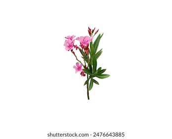 Isolated image of Nerium oleander flower on white background. - Powered by Shutterstock