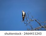 The isolated image of an osprey perched in a tree.