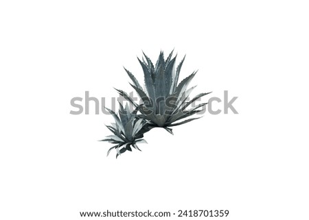 Isolated image of plants growing in a dry place on a white background.